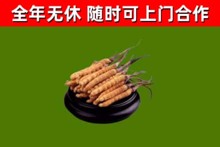 米易县回收散虫草